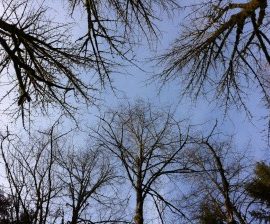 photo of bare tree branches against a clear sky