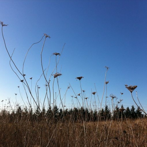 nature photo: seed pods in a field against a clear blue sky