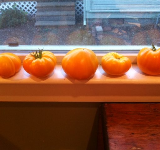 photo of a row of homegrow tomatoes on a window sill